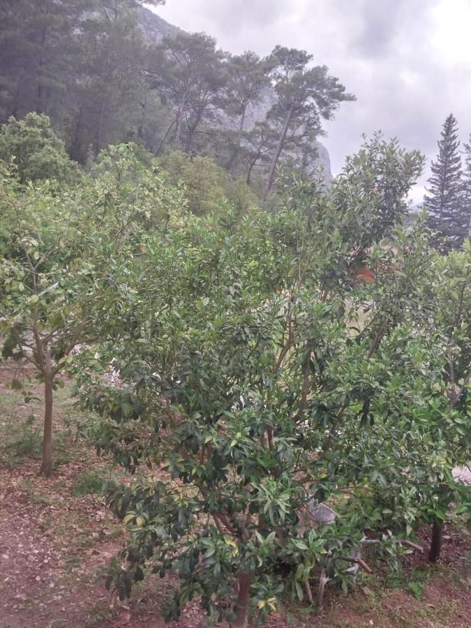 Village Garden Pansiyon Antalya Exterior photo