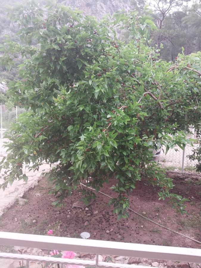 Village Garden Pansiyon Antalya Exterior photo